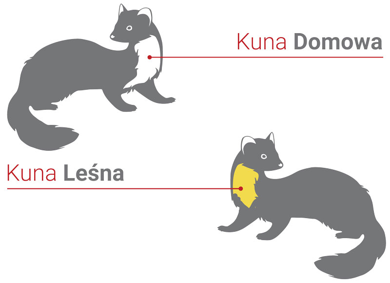 Kuna domowa i kuna leśna Kuna domowa i kuna leśna