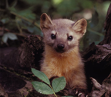 marten-system